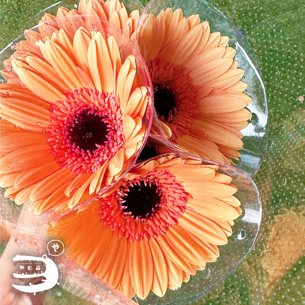 Yellow & Orange Gerbera Daisy [Top-Grade] : 10stems