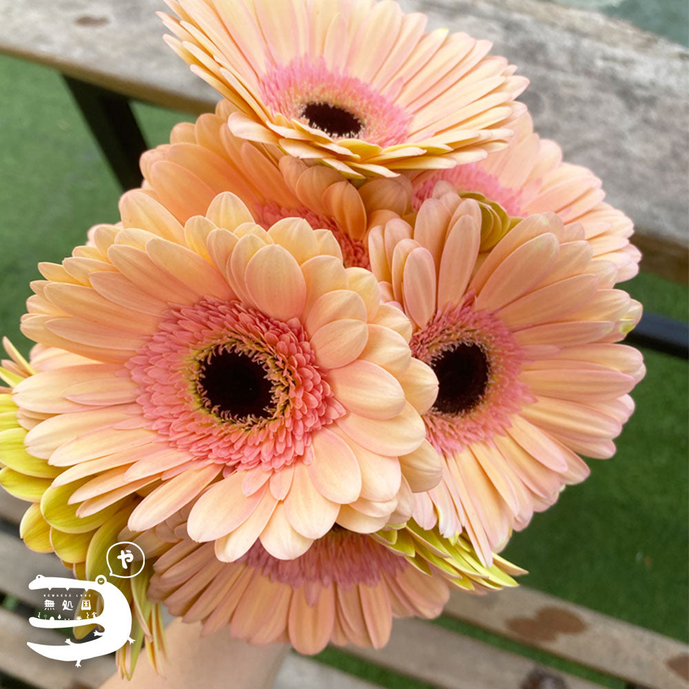 Yellow & Orange Gerbera Daisy [Top-Grade] : 10stems