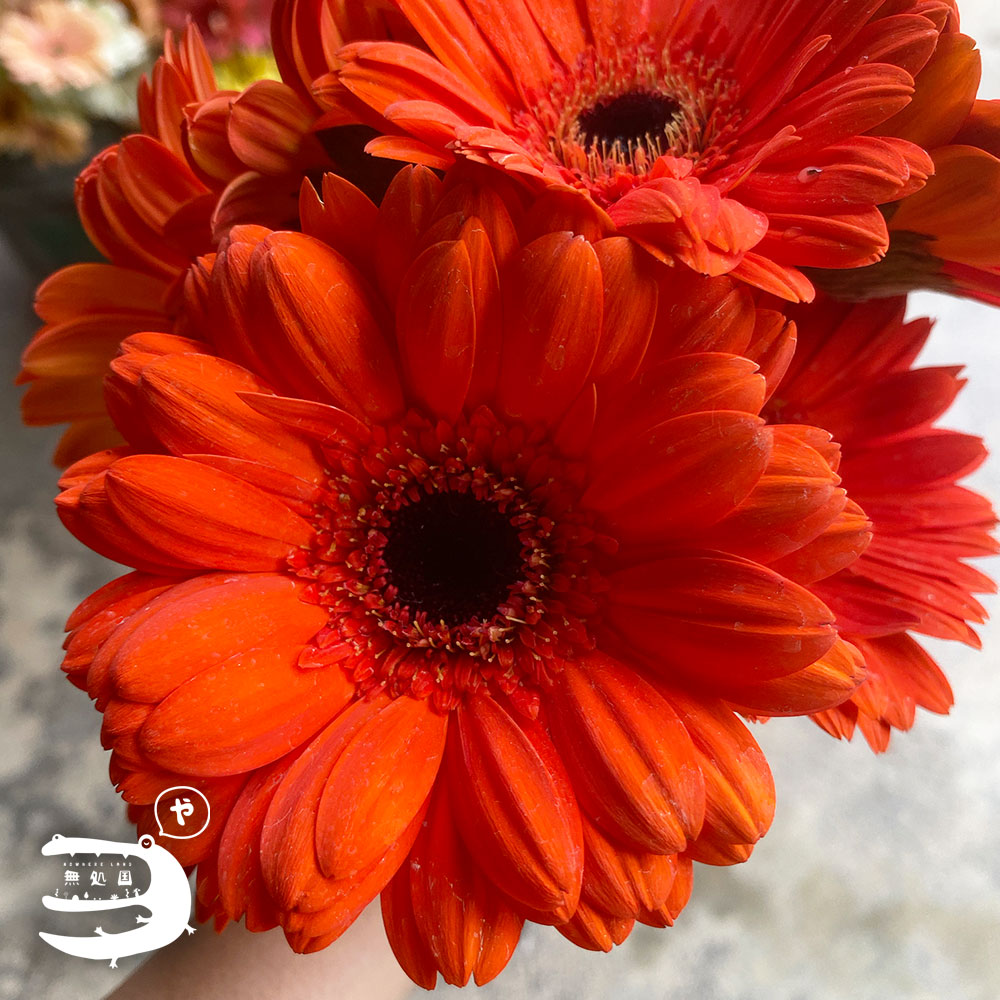 Yellow & Orange Gerbera Daisy [Top-Grade] : 10stems