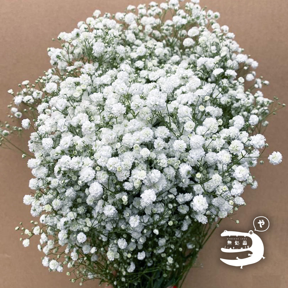 Baby breath : 300-350gram/bundle