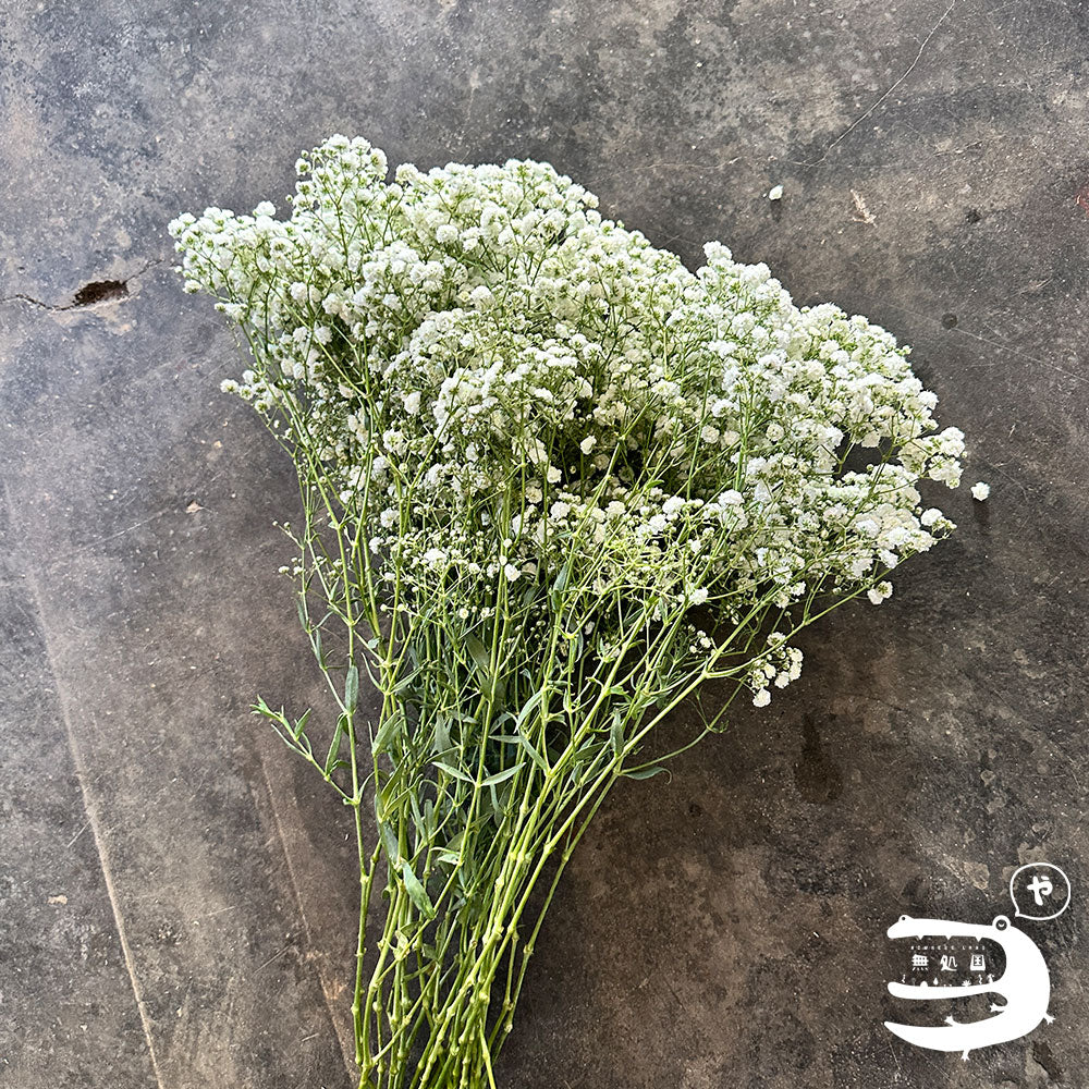 Baby's breath : 300g++ Fresh flower directly sent from the farm in Cameron Highalnds/Nowhereland