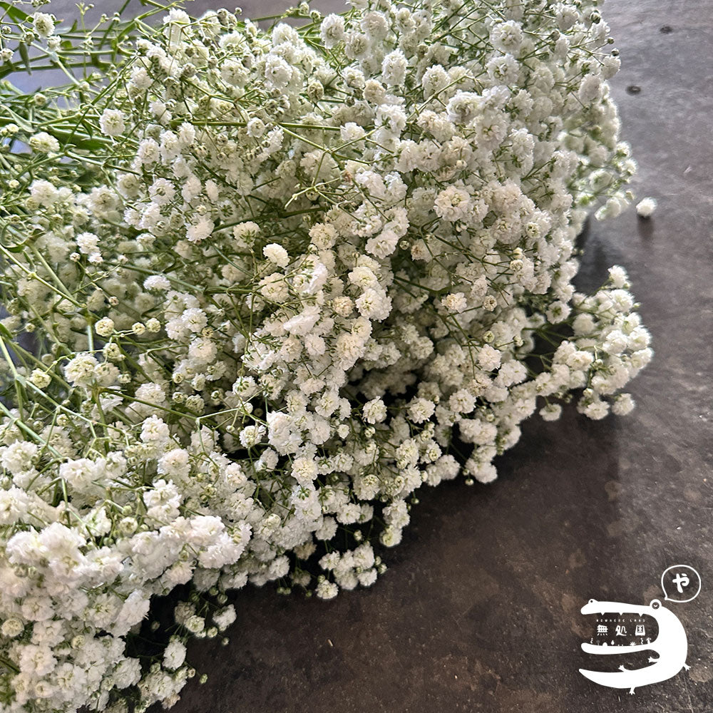 Baby's breath : 300g++ Fresh flower directly sent from the farm in Cameron Highalnds/Nowhereland