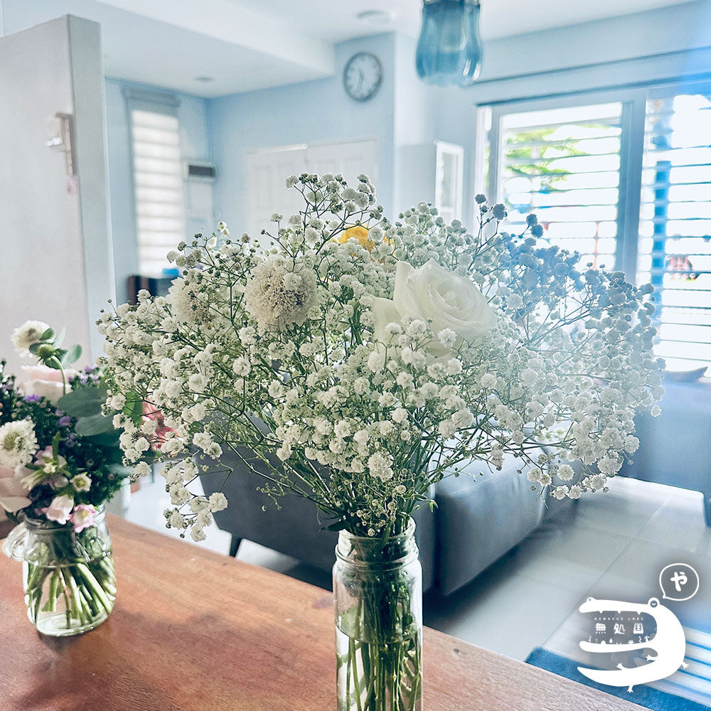 Baby's breath : 300g++ Fresh flower directly sent from the farm in Cameron Highalnds/Nowhereland