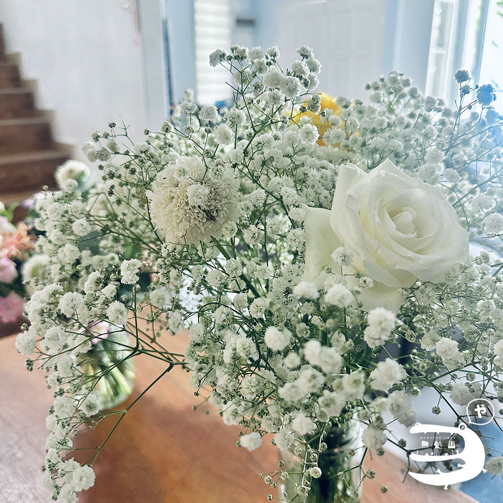 Baby's breath : 300g++ Fresh flower directly sent from the farm in Cameron Highalnds/Nowhereland