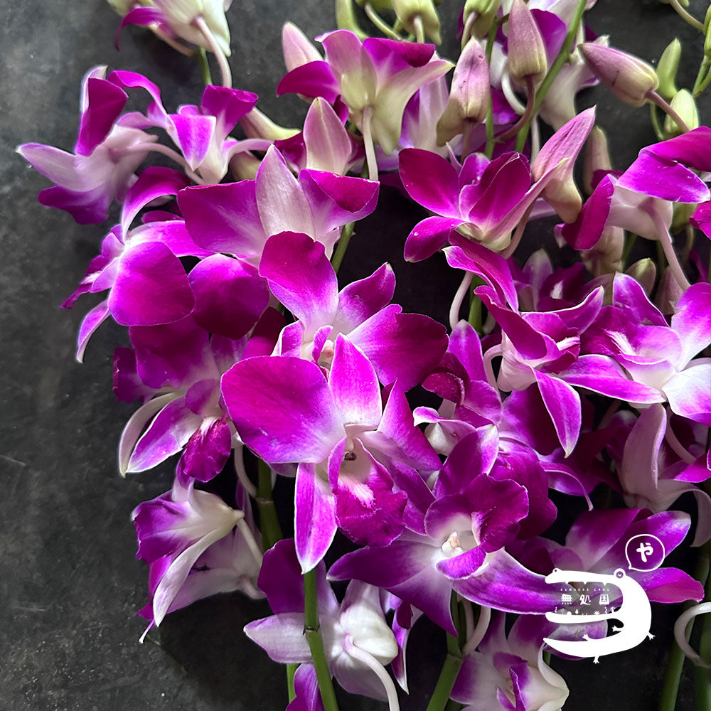 Dendrobium : 10 stems