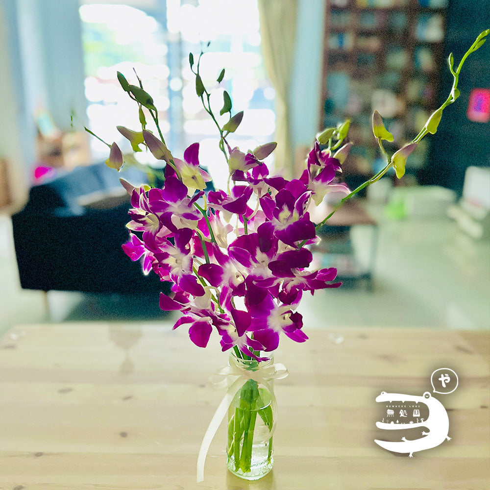 Dendrobium : 10 stems