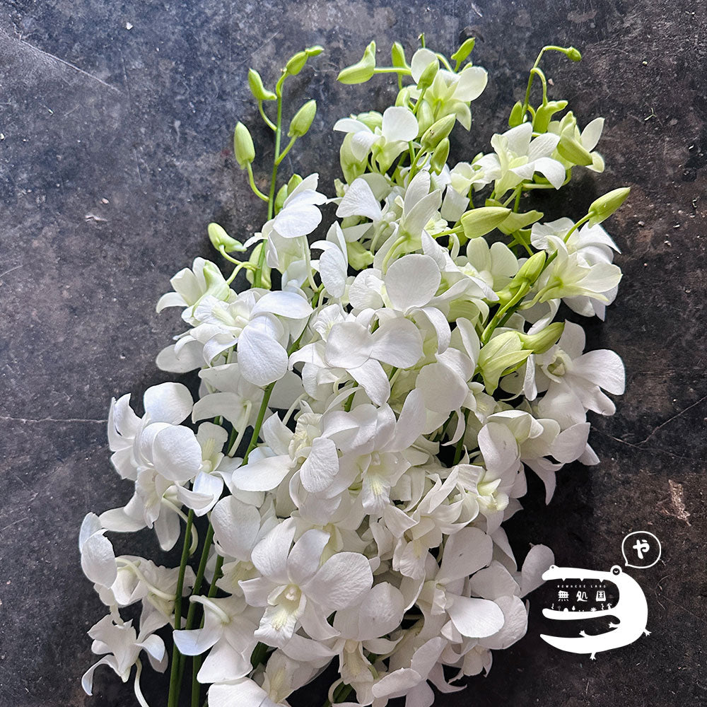 Dendrobium : 10 stems