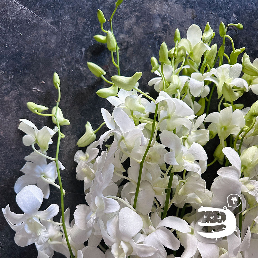 Dendrobium : 10 stems