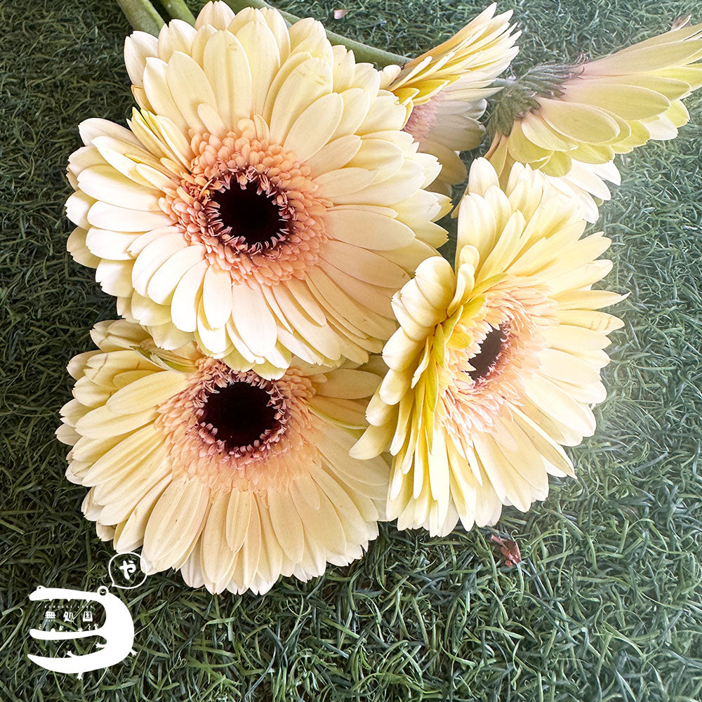 Yellow & Orange Gerbera Daisy [Top-Grade] : 10stems