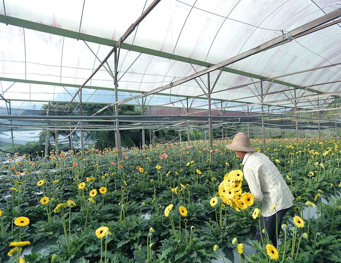 A Malaysian local flower farmer picks flowers